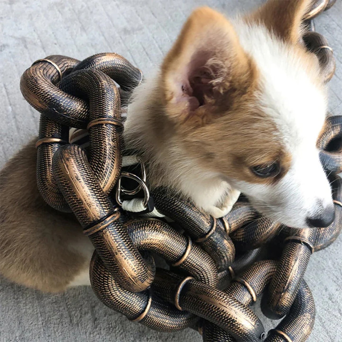 Heavy Chain Pet Leash